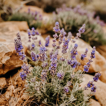 Desert Lavender | Eau De Parfum