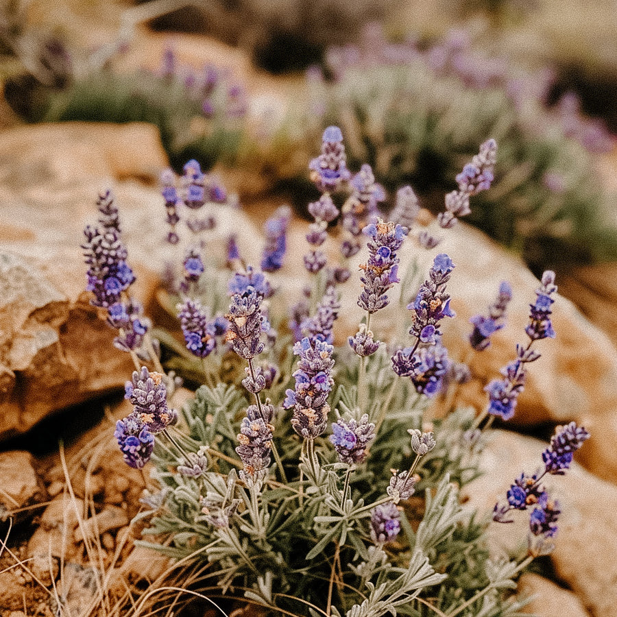 Desert Lavender | Eau De Parfum